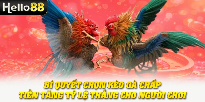 Gà Chấp Tiền - Khám Phá Hình Thức Cược Công Bằng Và Hấp Dẫn 3 Bí quyết chọn kèo gà chấp tiền tăng tỷ lệ thắng cho người chơi