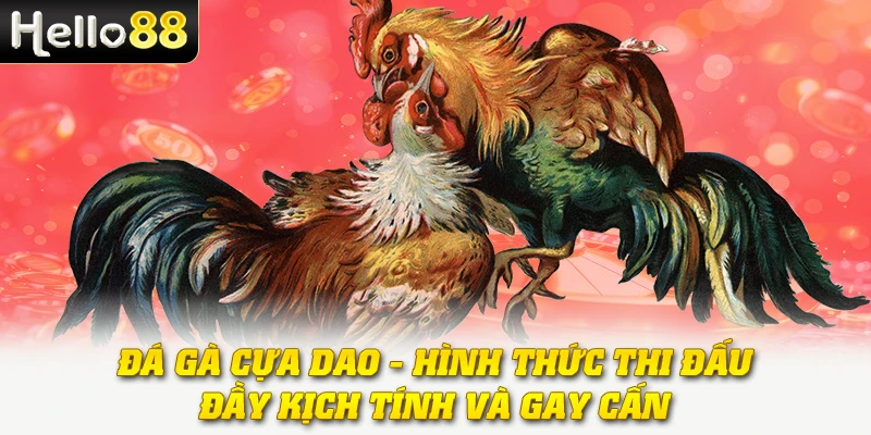 Đá Gà Cựa Dao - Hình Thức Thi Đấu Đầy Kịch Tính Và Gay Cấn