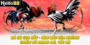 Đá Gà Cựa Sắt - Sàn Đấu Của Những Chiến Kê Mạnh Mẽ, Tốc Độ