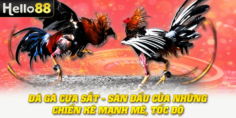 Đá Gà Cựa Sắt - Sàn Đấu Của Những Chiến Kê Mạnh Mẽ, Tốc Độ