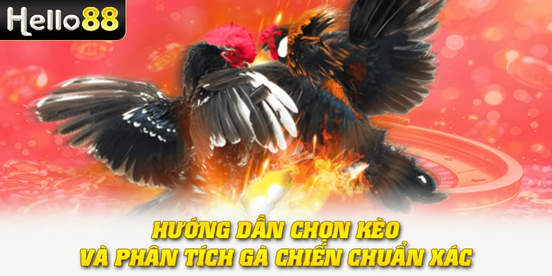 Hướng dẫn chọn kèo và phân tích gà chiến chuẩn xác